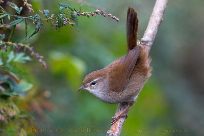 Cetti's Warbler (Cettia cetti)