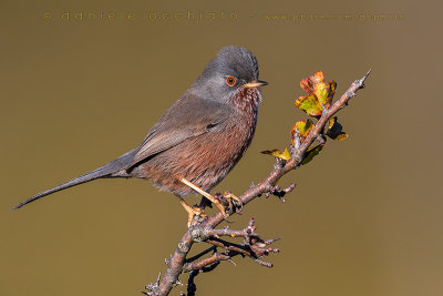 Dartford Warbler (Sylvia undata)