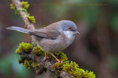 Sardinian Warbler (Sylvia melanocephala)