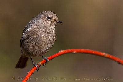 Black Redstart (Phoenicurus ochruros gibraltariensis)