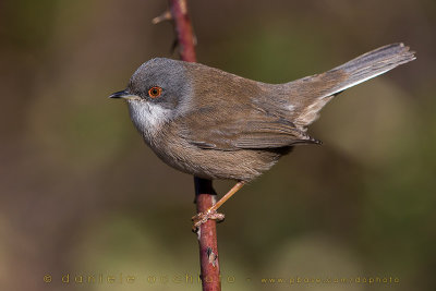 Sardinian Warbler (Sylvia melanocephala)