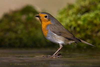 European Robin (Erithacus rubecula)