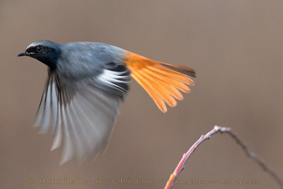 Black Redstart (Phoenicurus ochruros gibraltariensis)