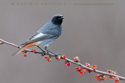 Black Redstart (Phoenicurus ochruros gibraltariensis)