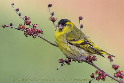 Siskin (Carduelis spinus)