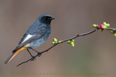 Black Redstart (Phoenicurus ochruros gibraltariensis)