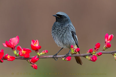 Black Redstart (Phoenicurus ochruros gibraltariensis)