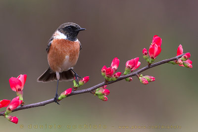 European Stonechat (Saxicola rubicola)