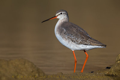 Spotted Redshank (Tringa erythropus)