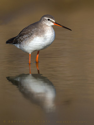 Spotted Redshank (Tringa erythropus)