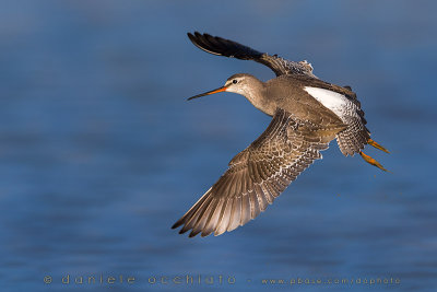 Spotted Redshank (Tringa erythropus)