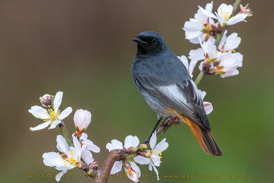 Black Redstart (Phoenicurus ochruros gibraltariensis)