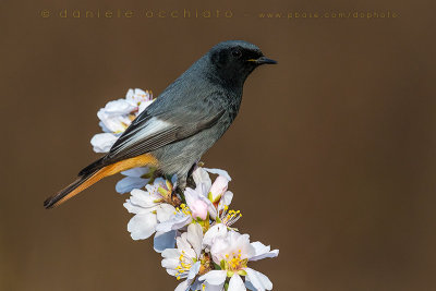 Black Redstart (Phoenicurus ochruros gibraltariensis)