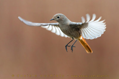 Black Redstart (Phoenicurus ochruros gibraltariensis)