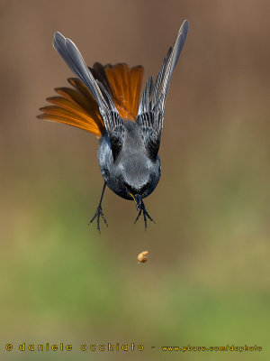 Black Redstart (Phoenicurus ochruros gibraltariensis)