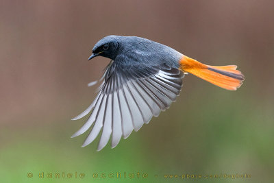 Black Redstart (Phoenicurus ochruros gibraltariensis)