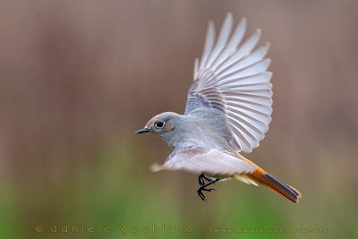 Black Redstart (Phoenicurus ochruros gibraltariensis)