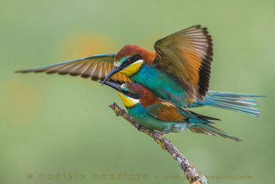 European Bee-eater (Merops apiaster)