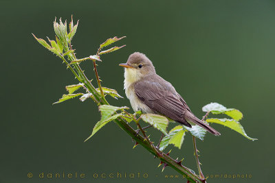 Melodious Warbler (Hippolais polyglotta)