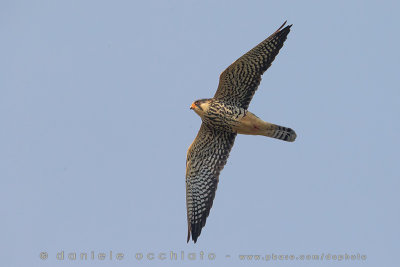 Amur Falcon (Falco dell'Amur)