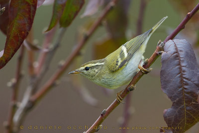 Yellow-browed Warbler (Phylloscopus inornatus)