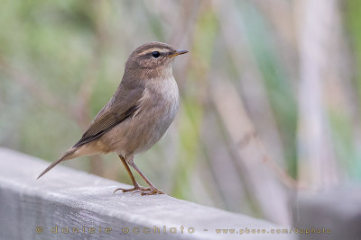 Dusky Warbler (Phylloscopus fuscatus)