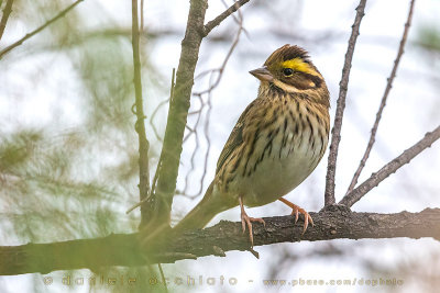 Yellow-browed Bunting (Schoeniclus chrysophrys)