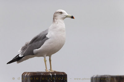 Black-tailed Gull (Larus crassirostris)