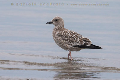 Vega Gull (Larus vegae)