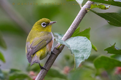 Chestnut-flanked White-eye (Zosterops erythropleurus)