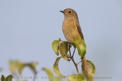 Daurian Redstart (Phoenicurus auroreus)