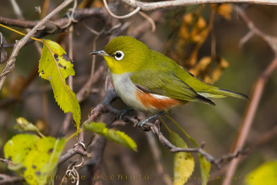 Chestnut-flanked White-eye (Occhialino fianchicastani)