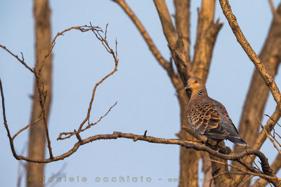 Rufous Turtle Dove (Streptopelia orientalis orientalis)