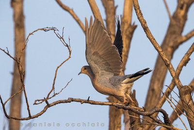 Rufous Turtle Dove (Streptopelia orientalis orientalis)