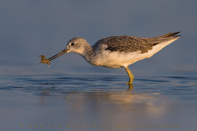 Greenshank (Tringa nebularia)