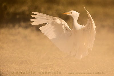 Cattle Egret (Bubulcus Ibis)