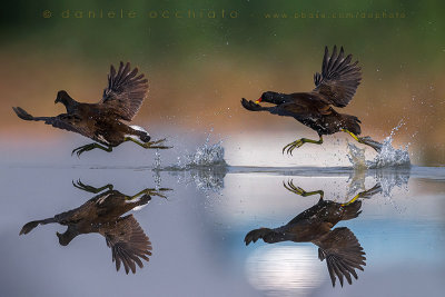 Moorhen (Gallinula chloropus)