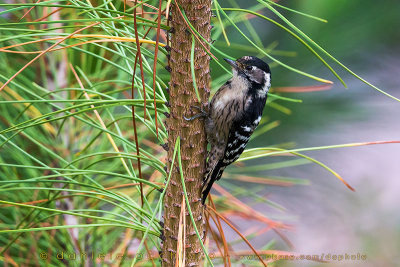 Lesser Spotted Woodpecker (Dendrocopos minor buturlini)