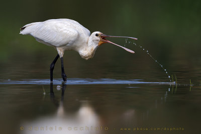 Eurasian Spoonbill (Platalea leucorodia)