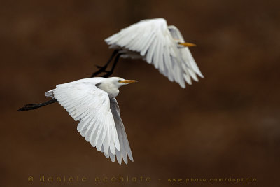 Cattle Egret (Bubulcus Ibis)