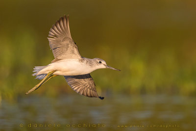 Greenshank (Tringa nebularia)