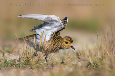 Golden Plover (Pluvialis apricaria)