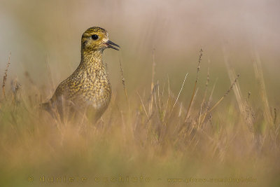 Golden Plover (Pluvialis apricaria)