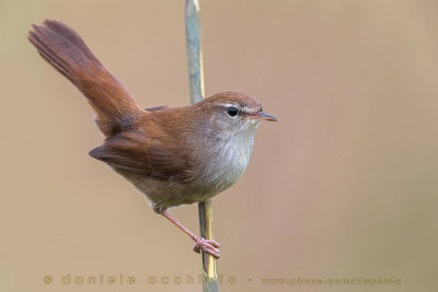 Cetti's Warbler (Cettia cetti)