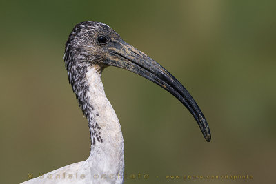 Sacred Ibis (Threskiornis aethiopicus)