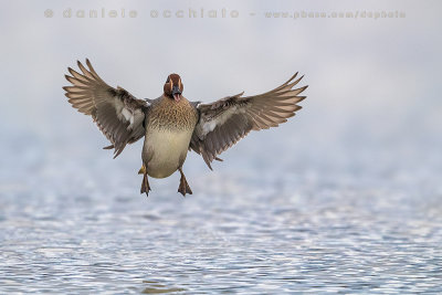 Eurasian Teal (Anas crecca)