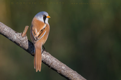 Bearded Reedling (Panurus biarmicus)