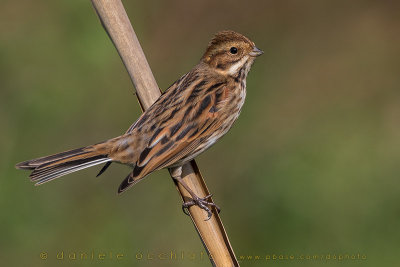 Reed Bunting (Emberiza schoeniclus)