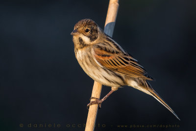 Reed Bunting (Emberiza schoeniclus)