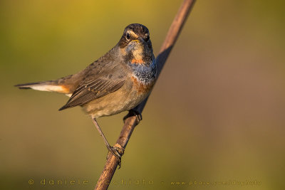 Bluethroat (Luscinia svecica)